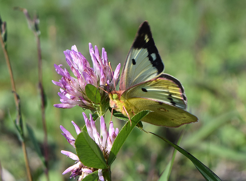 Colias crocea f. helice, Pieridae